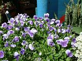 Violas blue